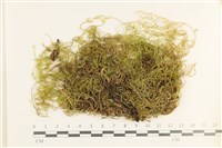 登錄號:B00017710藏品圖，第1張