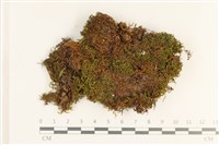 登錄號:B00017715藏品圖，第1張
