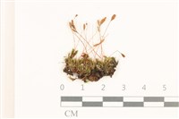 登錄號:B00017764藏品圖，第1張
