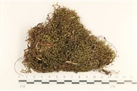 登錄號:B00017777藏品圖，第1張