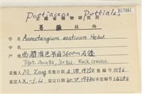 爪哇檜蘚藏品圖，第2張