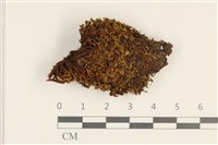 蛇苔藏品圖，第1張