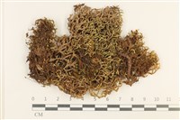 登錄號:B00017790藏品圖，第1張