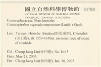 小蛇苔藏品圖，第2張