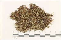 小蛇苔藏品圖，第1張