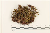 登錄號:B00017814藏品圖，第1張