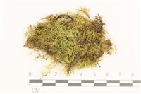 登錄號:B00017819藏品圖，第1張