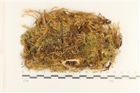 登錄號:B00017822藏品圖，第1張