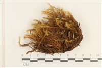 登錄號:B00017824藏品圖，第1張