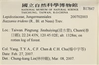 鞭苔,三裂鞭苔藏品圖，第2張