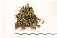 鞭苔,三裂鞭苔藏品圖，第1張