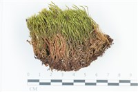 粗毛青毛蘚藏品圖，第1張