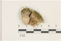 登錄號:B00017885藏品圖，第1張