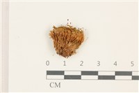 登錄號:B00017886藏品圖，第1張