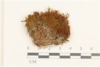 登錄號:B00017891藏品圖，第1張
