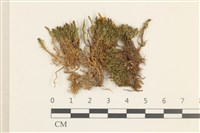 登錄號:B00017893藏品圖，第1張