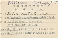 尖葉扭口蘚藏品圖，第2張