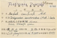 尖葉扭口蘚藏品圖，第2張