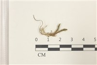 登錄號:B00017901藏品圖，第1張
