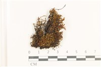 登錄號:B00017904藏品圖，第1張
