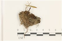 登錄號:B00017906藏品圖，第1張