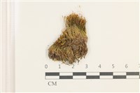 登錄號:B00017907藏品圖，第1張