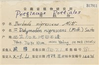 黑扭口蘚藏品圖，第2張