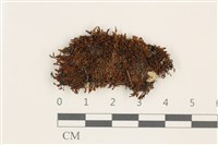 登錄號:B00017914藏品圖，第1張