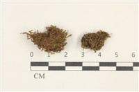 登錄號:B00017915藏品圖，第1張