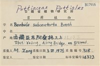 狹葉扭口蘚藏品圖，第2張