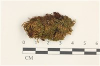 狹葉扭口蘚藏品圖，第1張