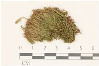登錄號:B00017921藏品圖，第1張