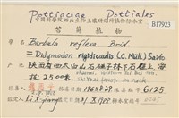 友葉扭口蘚藏品圖，第2張