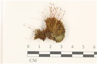 登錄號:B00017925藏品圖，第1張