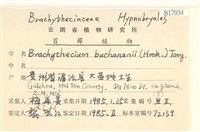 細枝青蘚藏品圖，第2張