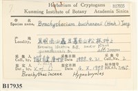 細枝青蘚藏品圖，第2張