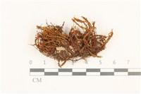 登錄號:B00017940藏品圖，第1張