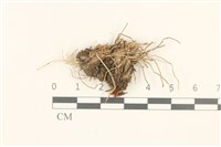 登錄號:B00017942藏品圖，第1張