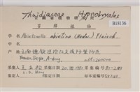 山羽蘚藏品圖，第2張