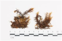 山羽蘚藏品圖，第1張