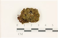 登錄號:B00018156藏品圖，第1張
