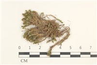 登錄號:B00018159藏品圖，第1張