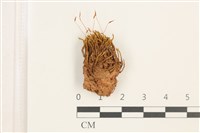 登錄號:B00018167藏品圖，第1張
