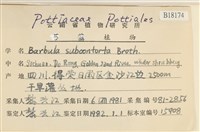 狹葉扭口蘚藏品圖，第2張