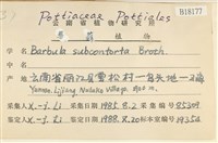 狹葉扭口蘚藏品圖，第2張