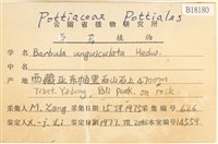 扭口蘚藏品圖，第2張