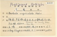 扭口蘚藏品圖，第2張