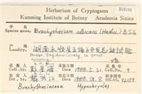 白青蘚藏品圖，第2張