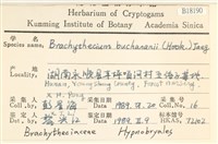 細枝青蘚藏品圖，第2張
