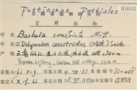 尖葉扭口蘚藏品圖，第2張